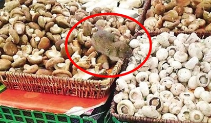 蘑菇長毛? 女超市買菜伸手摸到病鼠! | (翻攝重慶晚報)