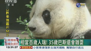 35歲貓熊過大壽 兩岸同慶生