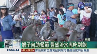 泰國猴城慶典 流水席任"猴"取用
