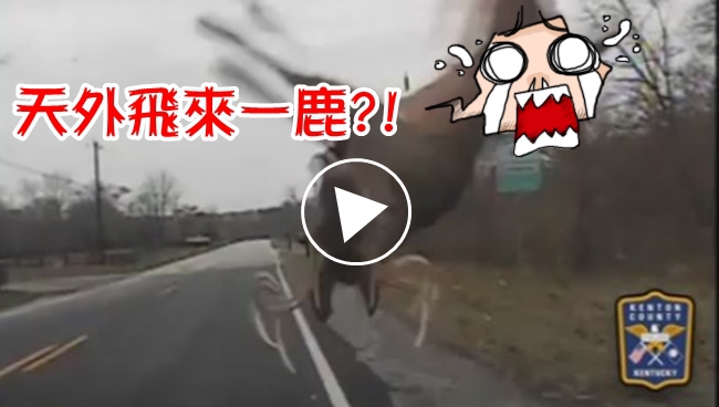 驚呆了! 暴衝鹿遭警察巡邏車撞飛 | 華視新聞