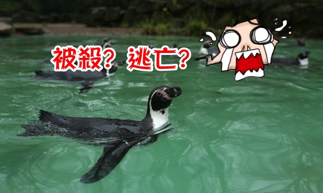事情不單純! 德動物園企鵝離奇失蹤死亡… | 華視新聞
