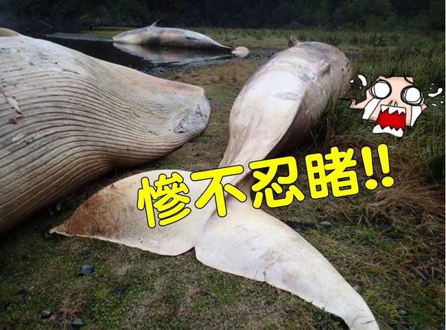 史上最慘 智利海岸337隻賽鯨集體擱淺死亡 | 華視新聞