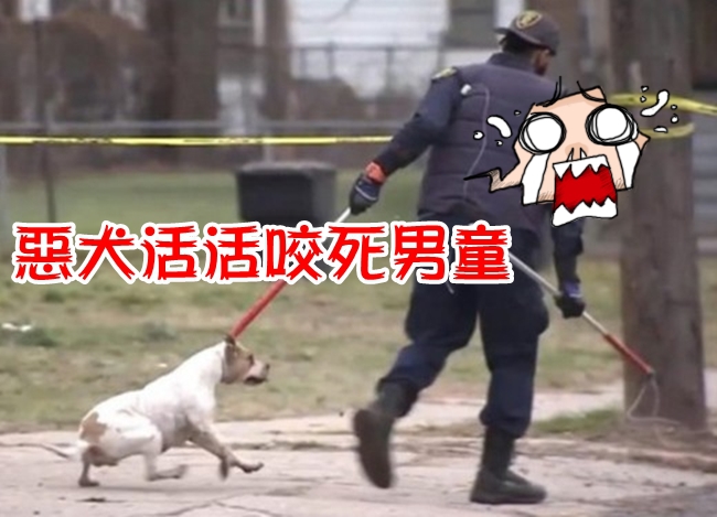 4歲男童上學路上 遭4隻比特犬咬死! | 華視新聞