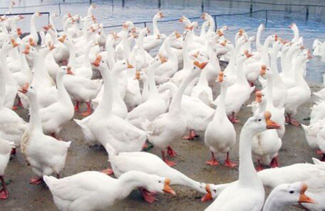 【華視最前線】國內鵝肉缺貨 政院:進口鵝關稅減半! | 華視新聞
