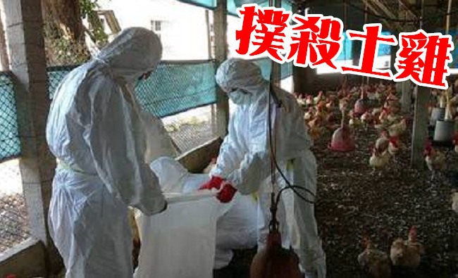 又見禽流感! 彰化土雞場撲殺近2萬隻 | 華視新聞