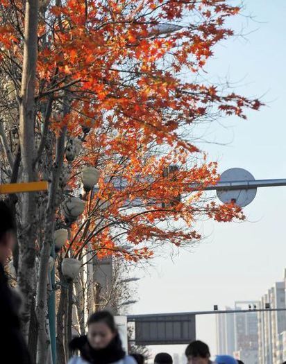 強國楓葉也造假! 街道如秋景再現… | 大陸街頭的樹木裝上假紅葉