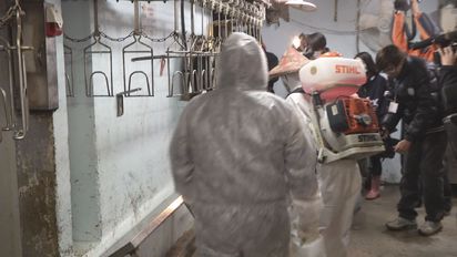 【華視搶先報】疑撲殺不全 近7百隻流感黃金雞流入北市 | 台北市家禽批發市場已進行24小時消毒