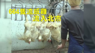 【華視搶先報】疑撲殺不全 近7百隻流感黃金雞流入北市