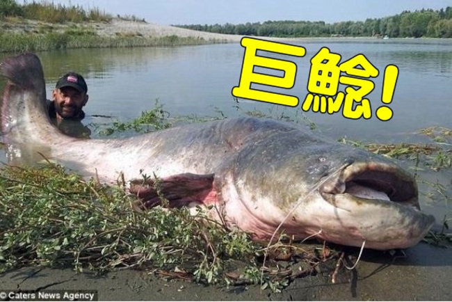 驚! 120公斤超級巨鯰 比人還大隻喔 | 華視新聞