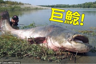 驚! 120公斤超級巨鯰 比人還大隻喔