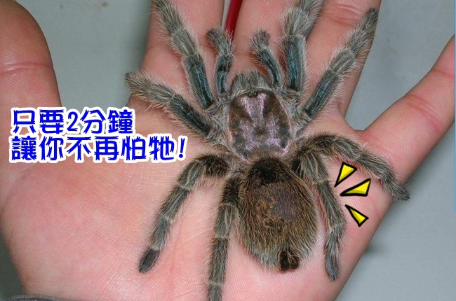 怕蜘蛛嗎? 用了這藥2分鐘後 敢讓牠爬你手… | 華視新聞