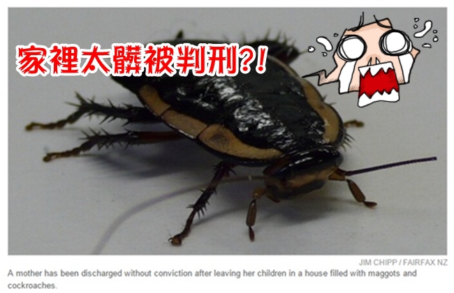 年輕媽媽被判刑! 只因家裡太多蟑螂.. | 華視新聞