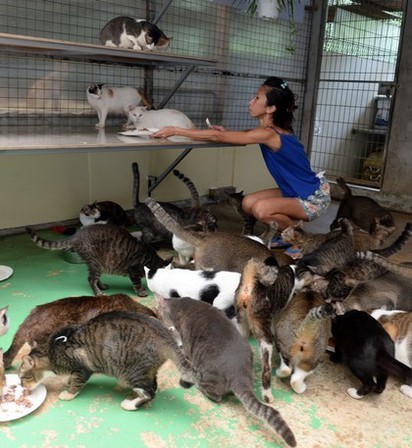星國女一天只吃一餐 只為了照顧.... | 劉女照顧80多隻流浪貓