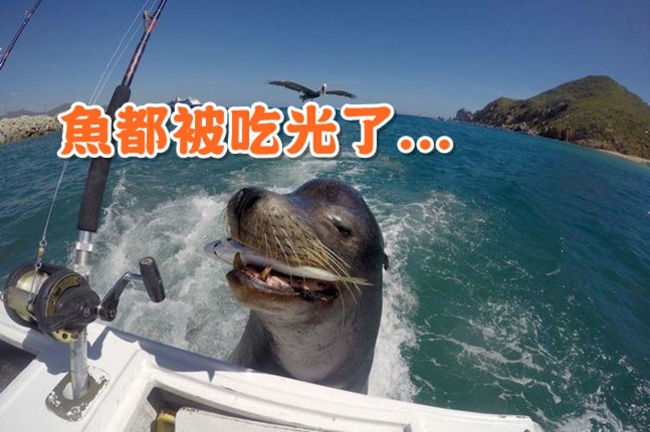 萌呆了!海獅跟蹤漁船 成功討食滿足離開 | 華視新聞