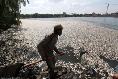 雅加達湖面出現上萬隻魚屍 疑似缺氧暴斃 | 當地民眾到湖邊打撈魚屍