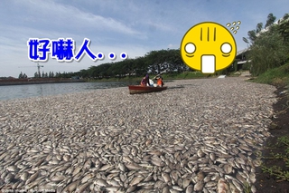 雅加達湖面出現上萬隻魚屍 疑似缺氧暴斃