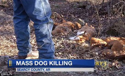 殘忍! 57隻狗屍躺森林 被灌安眠藥後射殺 | 57隻狗遭人射殺