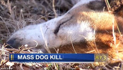 殘忍! 57隻狗屍躺森林 被灌安眠藥後射殺 | 翻攝每日郵報