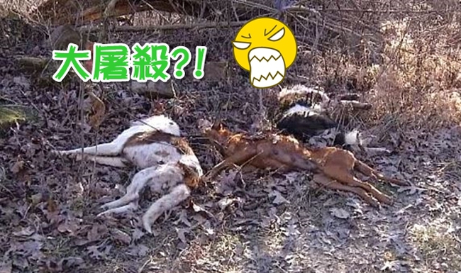 殘忍! 57隻狗屍躺森林 被灌安眠藥後射殺 | 華視新聞