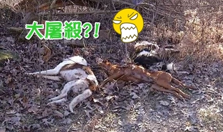 殘忍! 57隻狗屍躺森林 被灌安眠藥後射殺