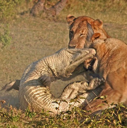 鱷魚偷襲小獅子 下場超級慘… | 