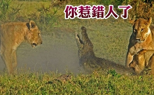 鱷魚偷襲小獅子 下場超級慘…