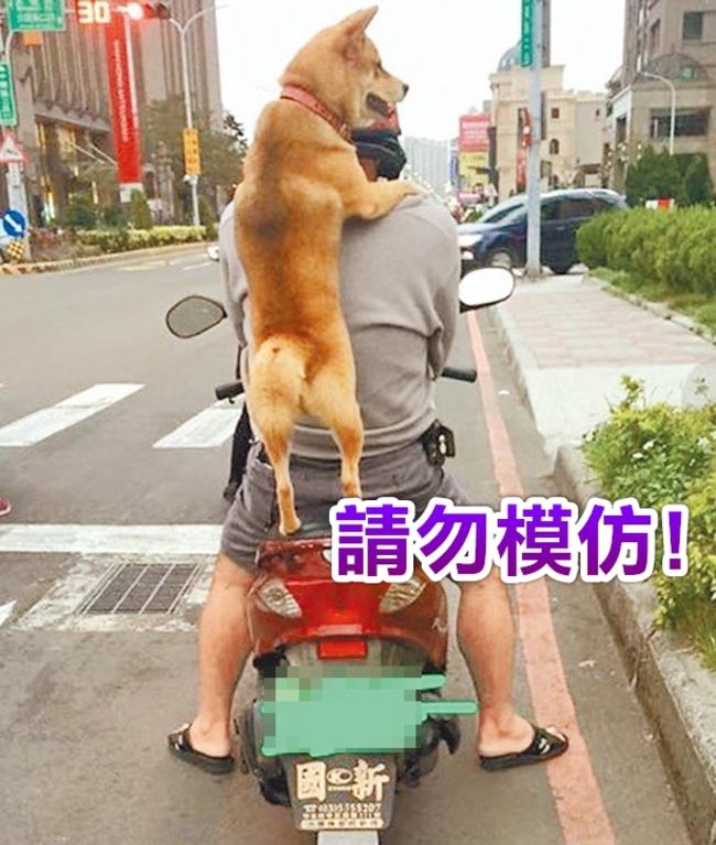【華視搶先報】注意!「載狗騎機車」 警:可依法開罰 | 華視新聞