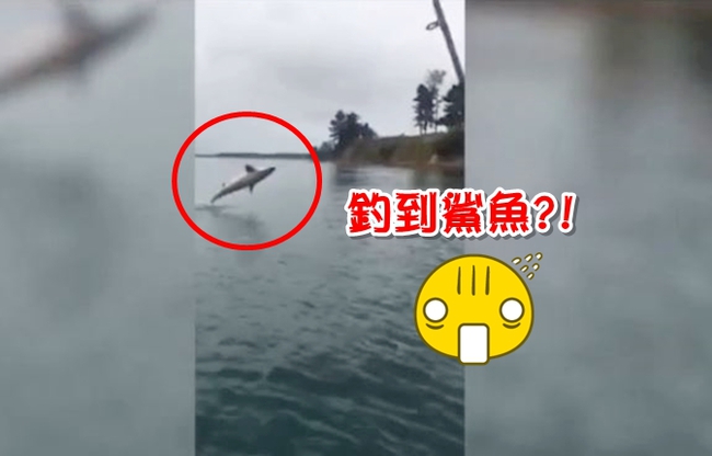 紐西蘭漁夫釣到3米鯊 嚇到想跳船 | 華視新聞