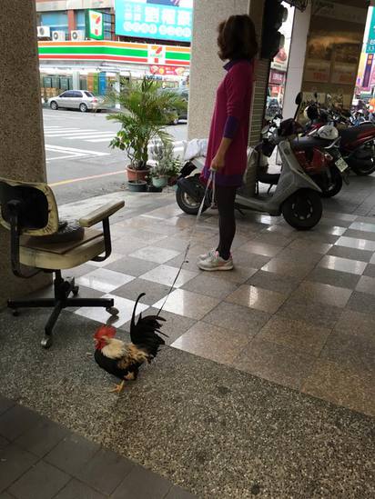 遛貓遛豬不稀奇 他們遛的是雞和鴕鳥 | 有民眾在台東街頭遛雞!