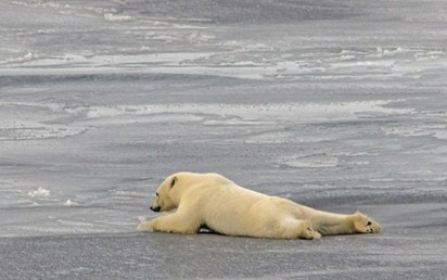 北極熊走路姿勢怪怪的 原因竟是… | 北極熊在冰地上寸步難行