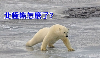 北極熊走路姿勢怪怪的 原因竟是…
