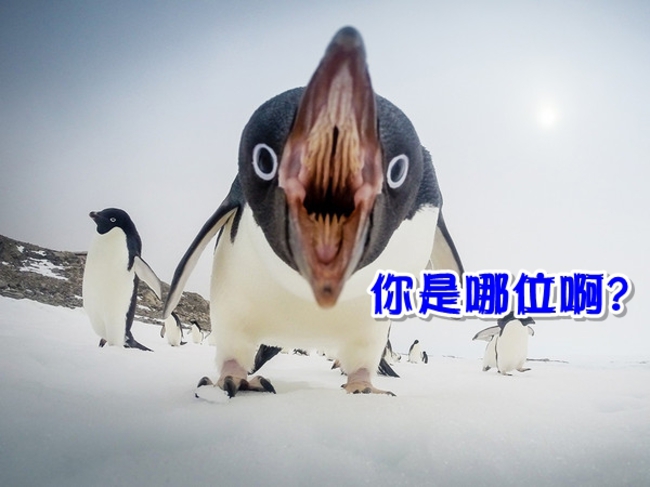 企鵝崩壞照 入選《國家地理》年度最佳自然美圖 | 華視新聞