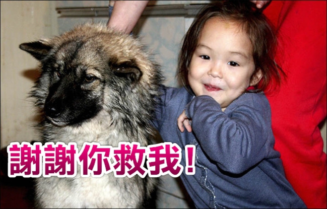 4歲女童森林失蹤12天 靠著小狗順利回家 | 華視新聞