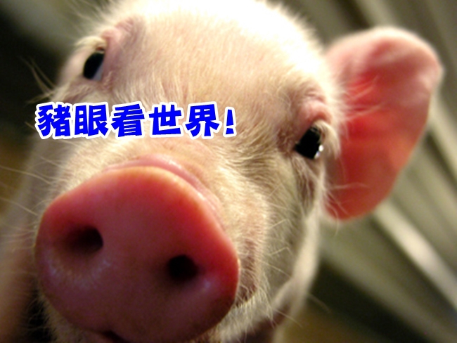 豬眼角膜移植 將進行人體實驗! | 華視新聞