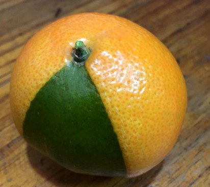 好神奇! 水果攤買回來的橘子 竟然"混血" | 橘子有約５分之１是綠色的（翻攝爆料公社）