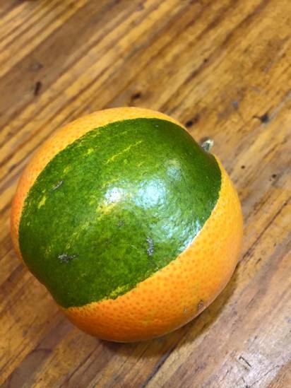 好神奇! 水果攤買回來的橘子 竟然"混血" | （翻攝爆料公社）
