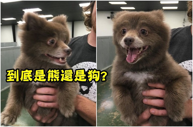 牠是熊?是狗? 百萬網友傻傻分不清楚! | 華視新聞