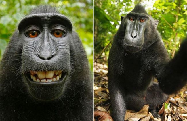 獼猴自拍照著作權之爭　法官:猴子暫無著作權 | 華視新聞