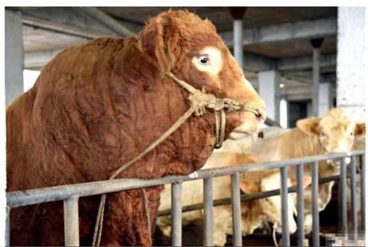 強國最大隻的「牛王」 體重近1800公斤 | 牛王與其他牛隻比較