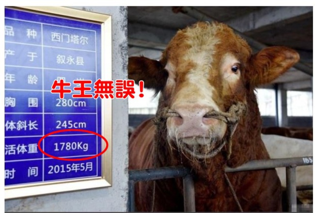 強國最大隻的「牛王」 體重近1800公斤 | 華視新聞
