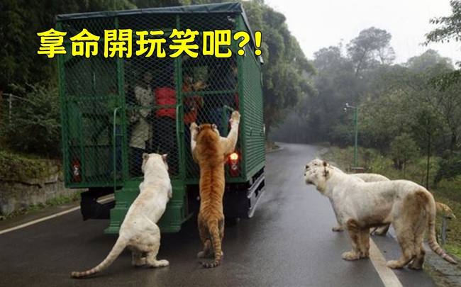 重慶觀光投食車零距離餵食猛獸 遊客驚聲尖叫 | 華視新聞
