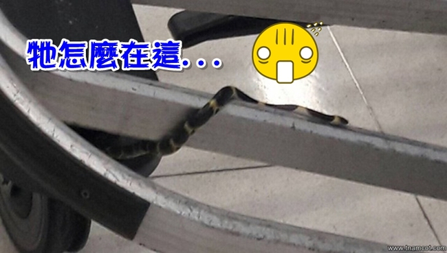 曼谷機場有“蛇”出沒 女乘客嚇壞了 | 華視新聞