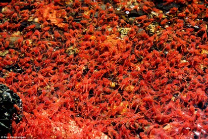 是誰血染海邊? 紐西蘭攝影師發現"牠" | 小龍蝦體積小。