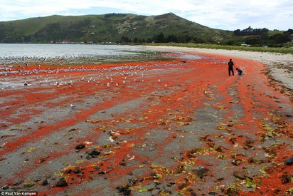 是誰血染海邊? 紐西蘭攝影師發現"牠" | 一大片被沖上岸後死亡，海鳥來搶食。