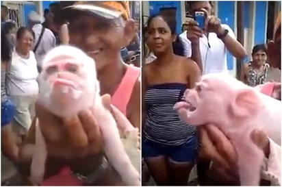 古巴驚見畸形"猴臉豬"! 出生4天死亡 | (翻攝Youtube)