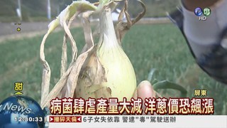鐮刀球菌肆虐 洋蔥產量減恐漲