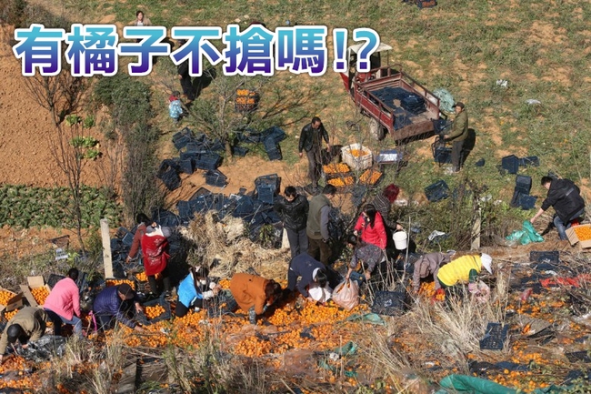「像搶供品」滿載橘子貨車翻覆 村民瘋了! | 華視新聞