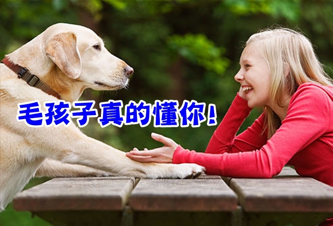 研究證實! 狗可以讀懂人的情緒 | 華視新聞