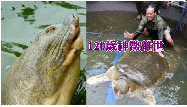 120歲「神鱉」過世 越南民眾齊感悲痛 | 華視新聞