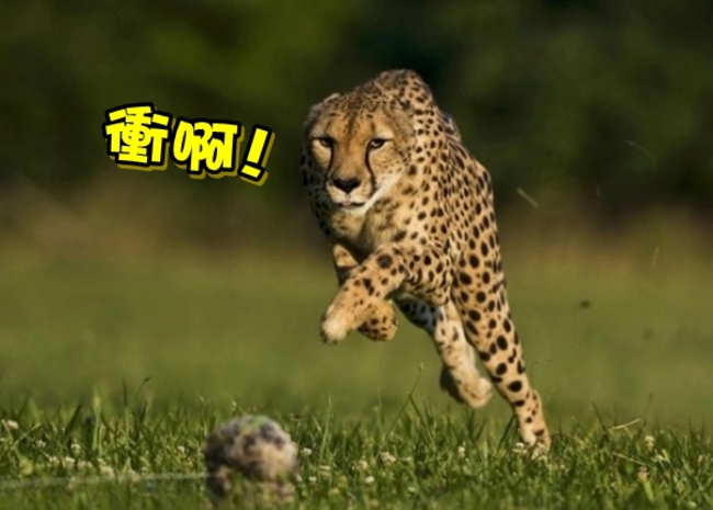 地表最快哺乳動物 明星獵豹遭安樂死 | 華視新聞